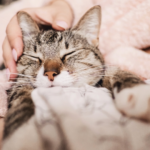 福岡市で安心のペット火葬サービスを利用するには？